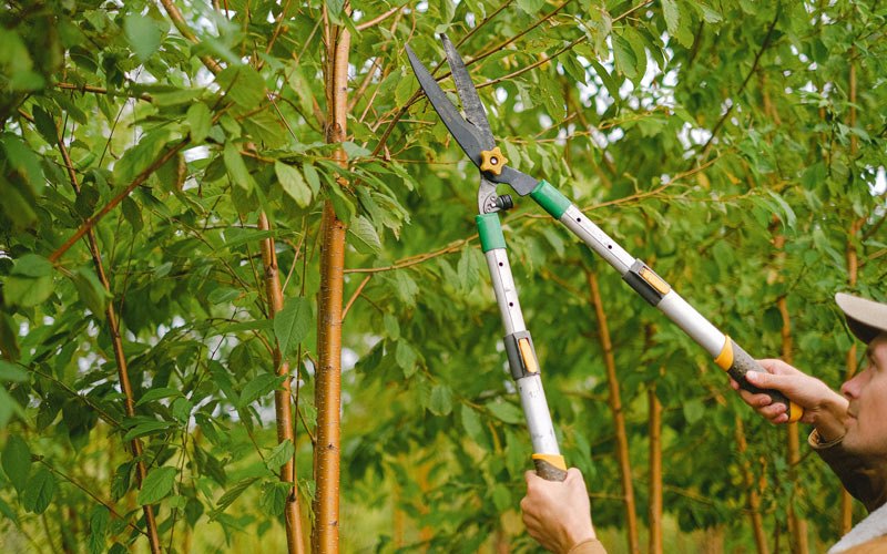 Tree trimming in Placitas, NM
